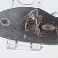 Ichthyosaur Ribs Cut & Polished (Stomach Contents)