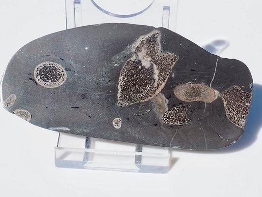 Ichthyosaur Ribs Cut & Polished (Stomach Contents)