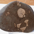 Cut & Polished Ichthyosaur Bones