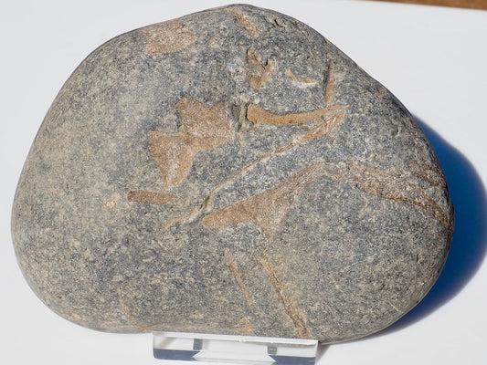 Cut & Polished Ichthyosaur Bones