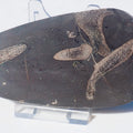 Ichthyosaur Ribs Cut & Polished (Stomach Contents)