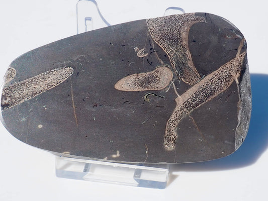 Ichthyosaur Ribs Cut & Polished (Stomach Contents)