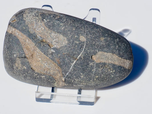 Ichthyosaur Ribs Cut & Polished (Stomach Contents)