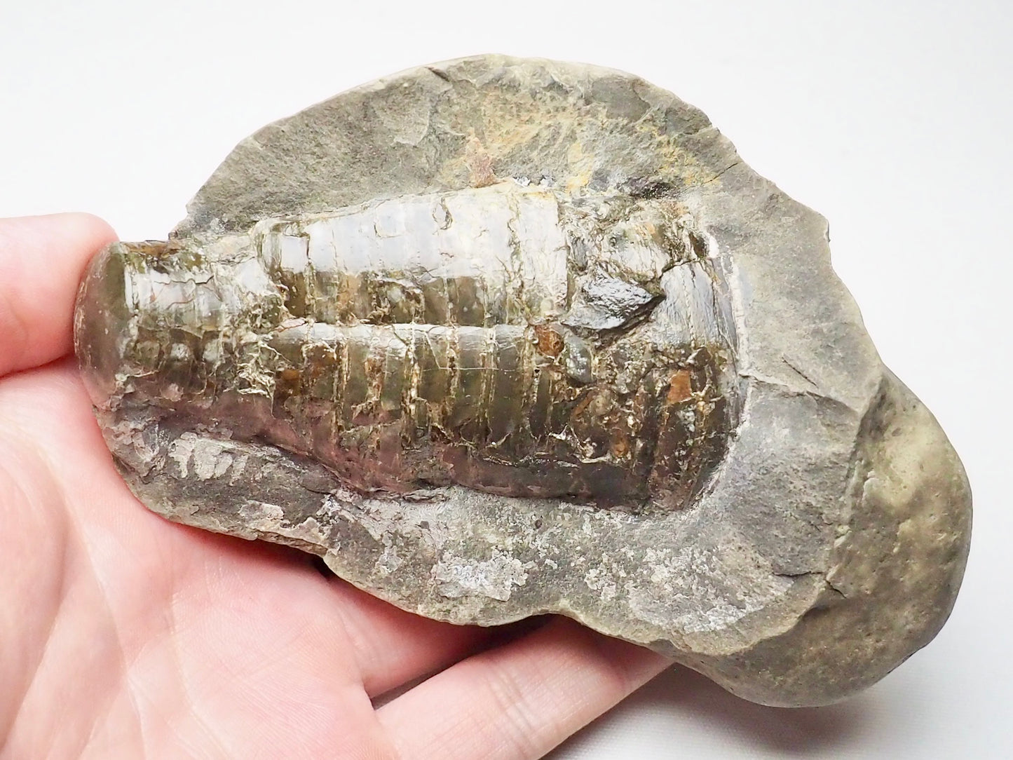 Belemnite Phragmocone