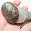 Shell In Matrix
