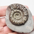 Peronoceras Ammonite Fossil – Whitby Yorkshire Coast – Jurassic