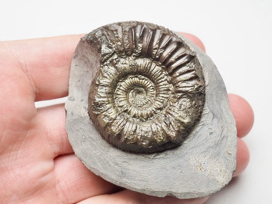 Peronoceras Ammonite Fossil Whitby