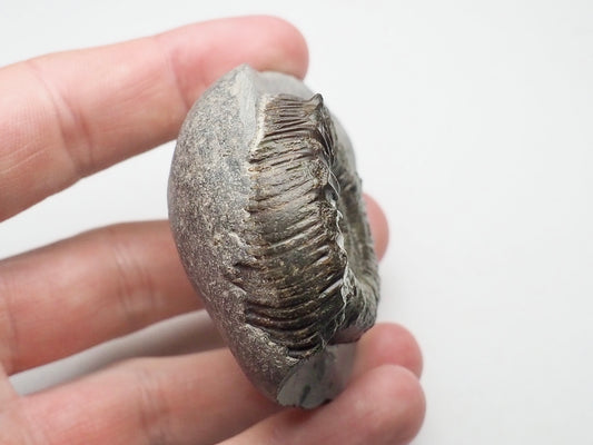 Peronoceras Ammonite Fossil Whitby