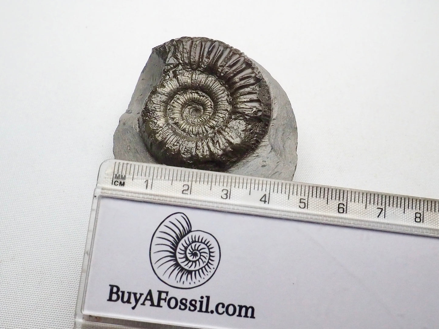 Peronoceras Ammonite Fossil Whitby