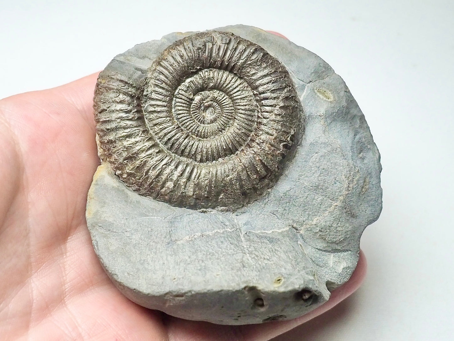 Dactylioceras From Whitby