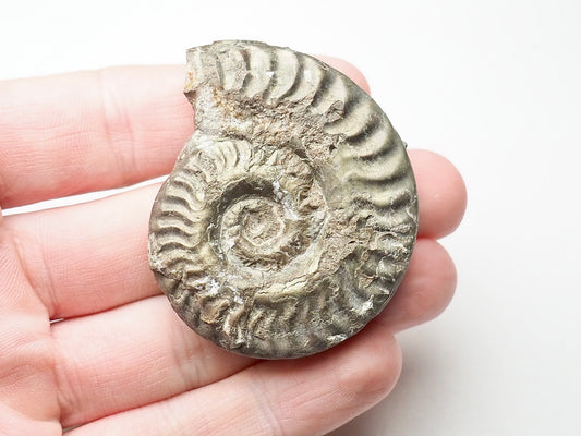 Hildoceras Ammonite