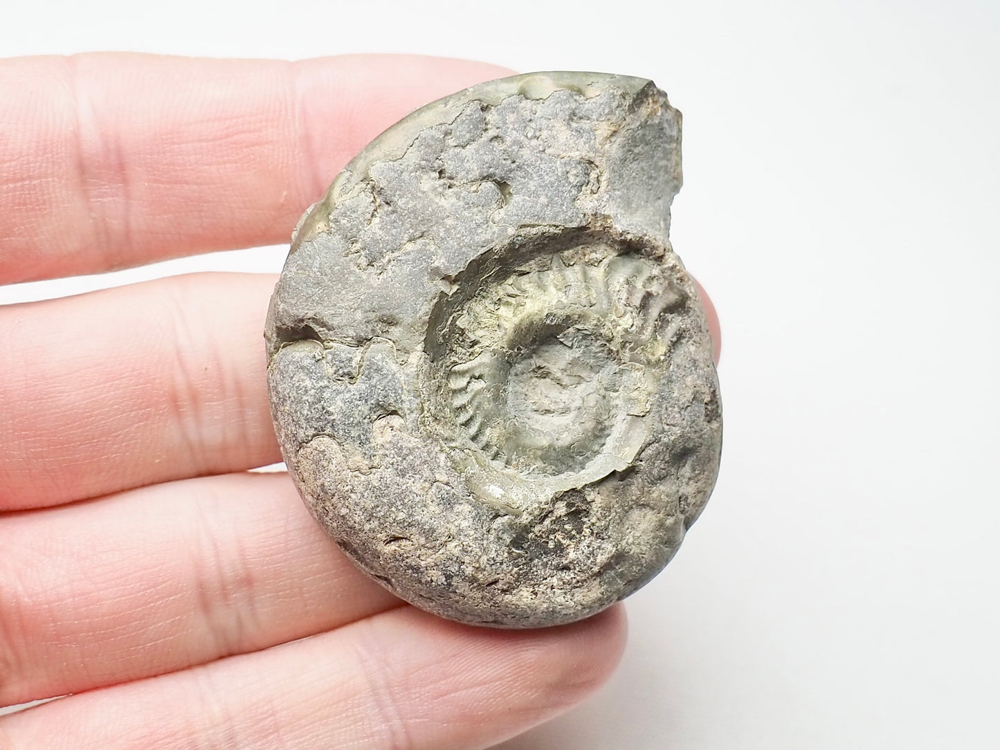 Hildoceras Ammonite