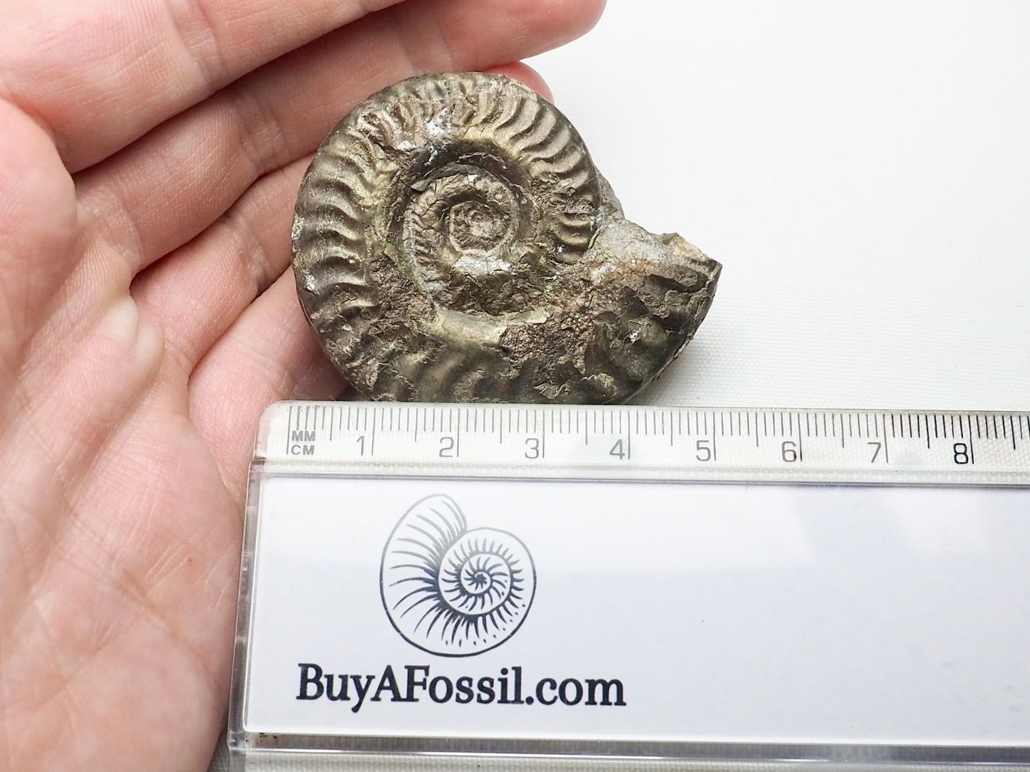 Hildoceras Ammonite