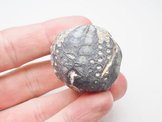Fossil Sea Urchin, Yorkshire Coast