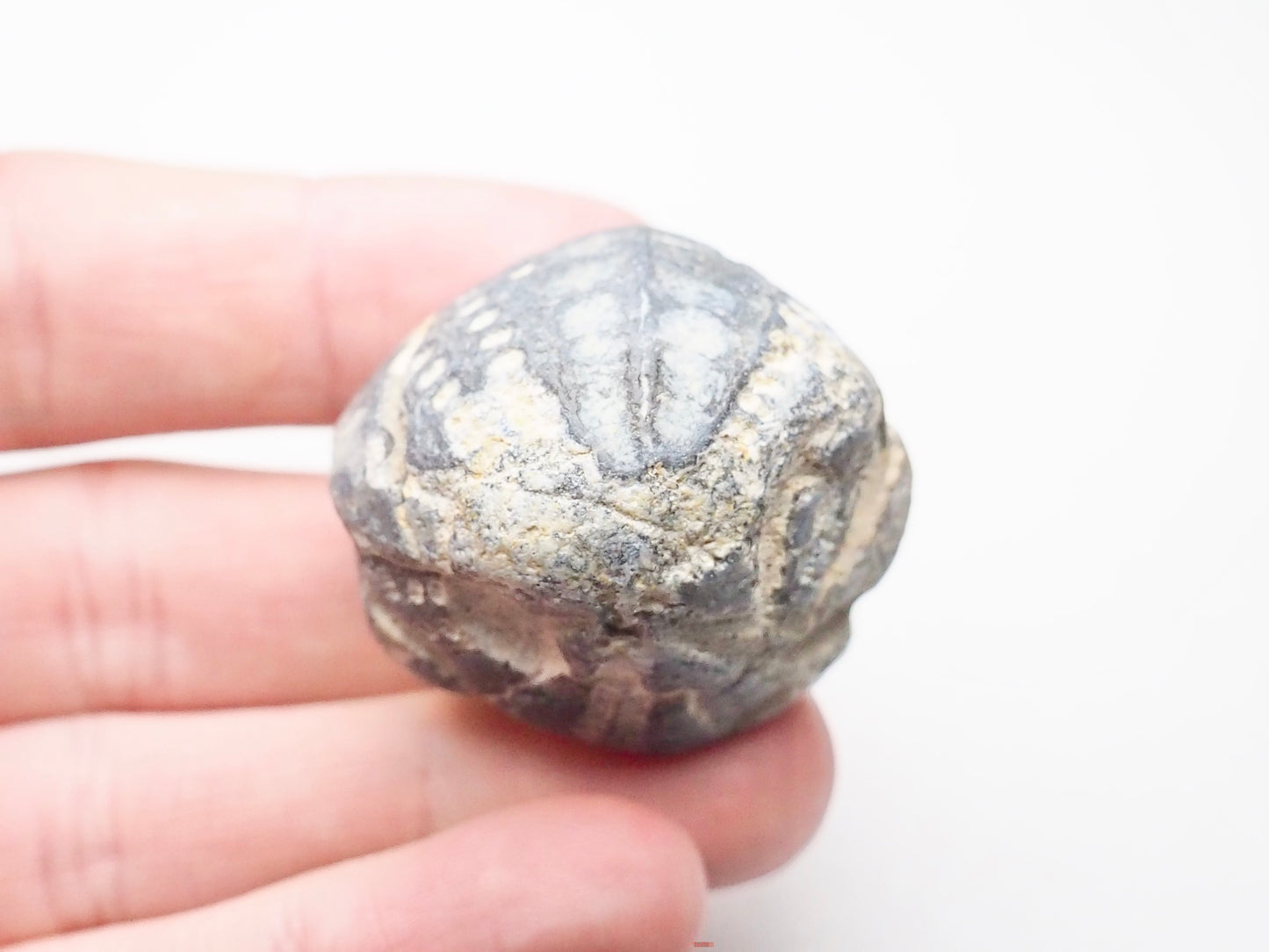 Fossil Sea Urchin, Yorkshire Coast