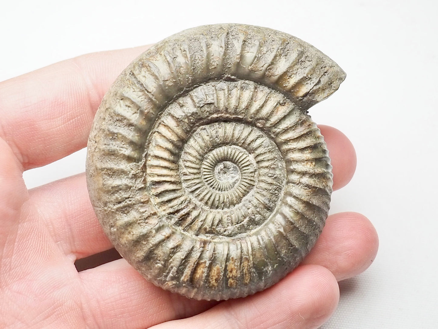 Dactylioceras From Whitby