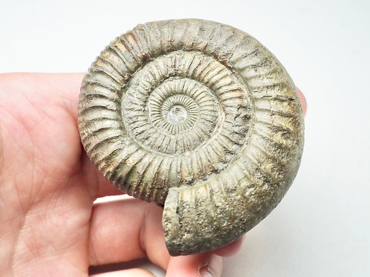 Dactylioceras From Whitby