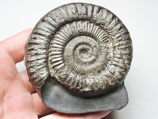 Peronoceras Ammonite