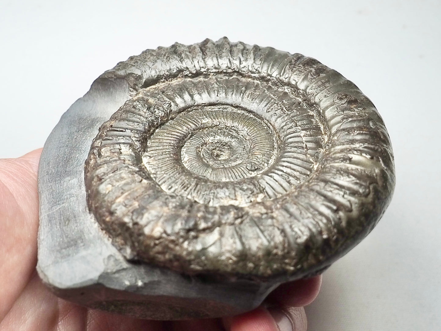 Peronoceras Ammonite