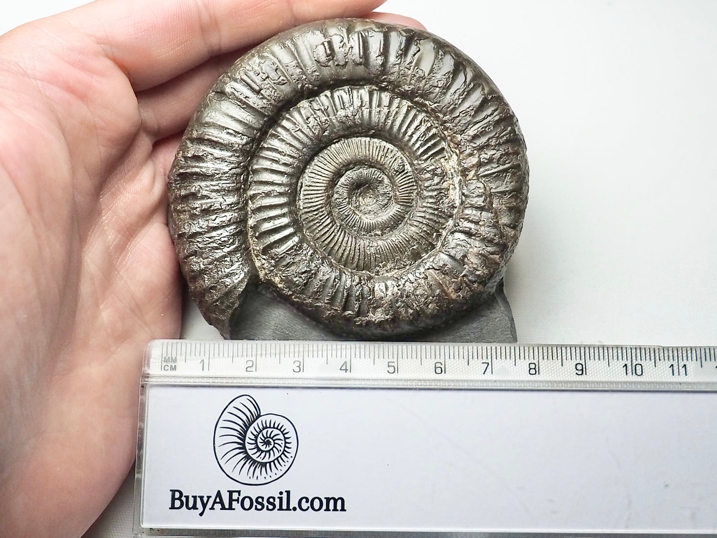 Peronoceras Ammonite