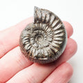 Peronoceras Ammonite Fossil – Whitby Yorkshire Coast – Jurassic