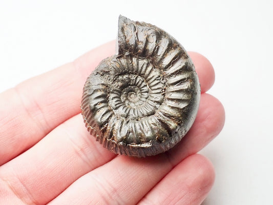 Peronoceras Ammonite