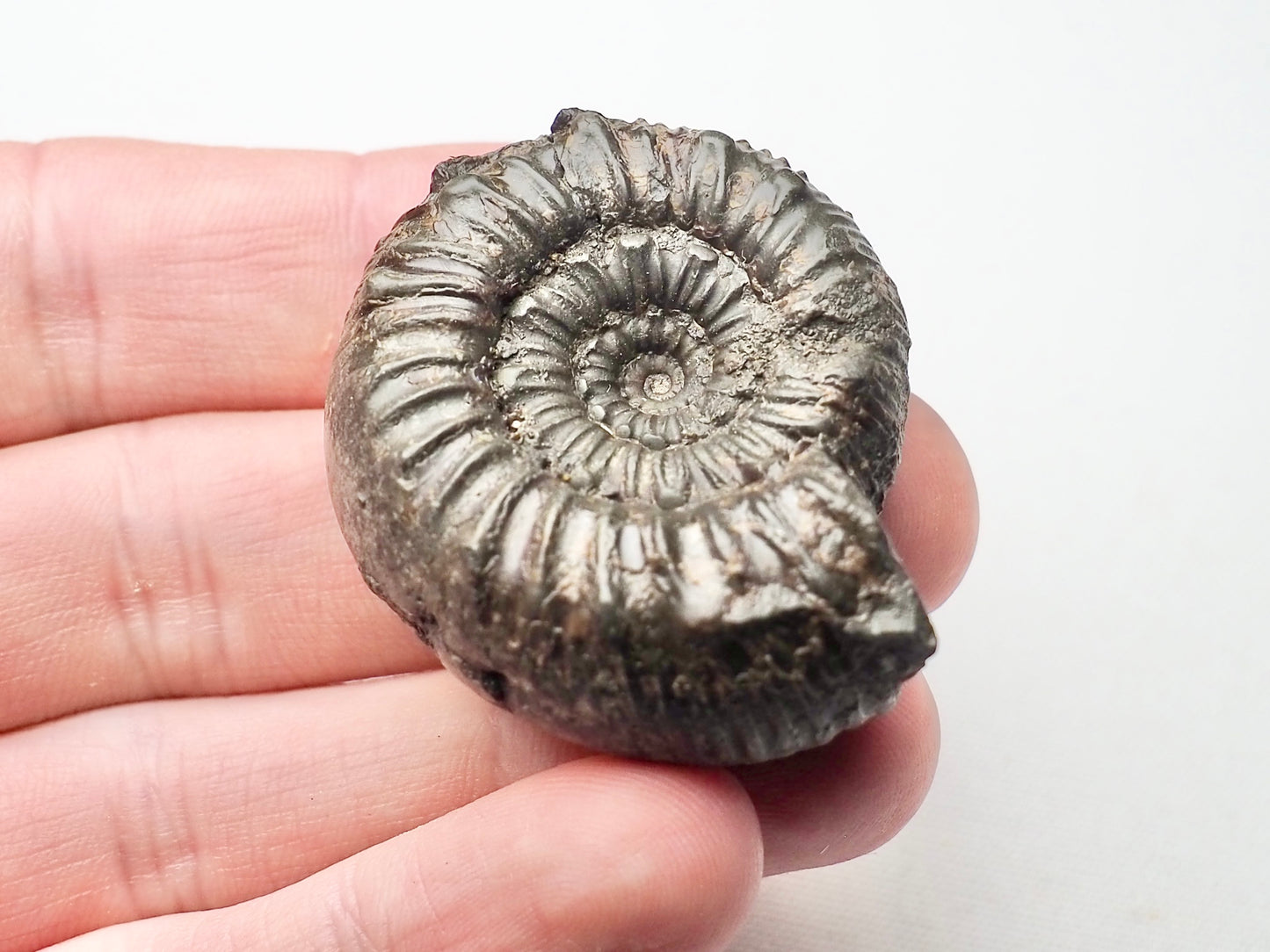 Peronoceras Ammonite