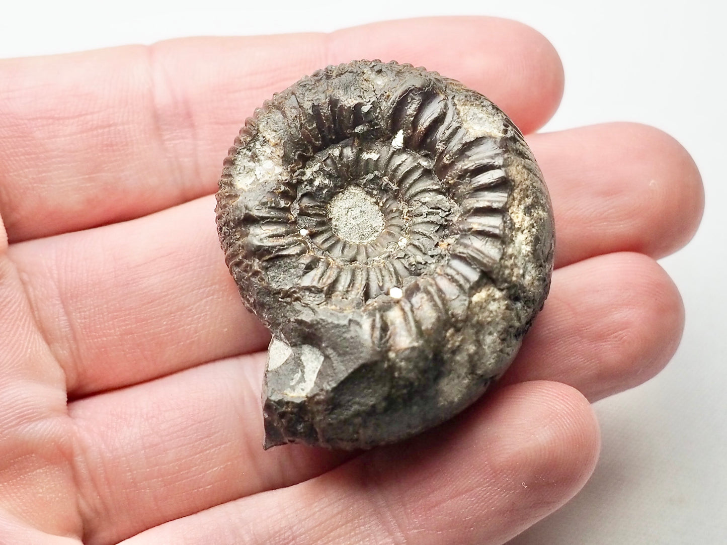 Peronoceras Ammonite