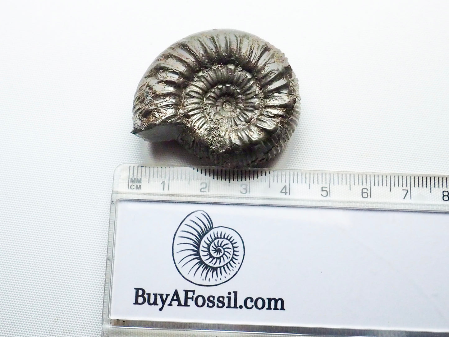 Peronoceras Ammonite