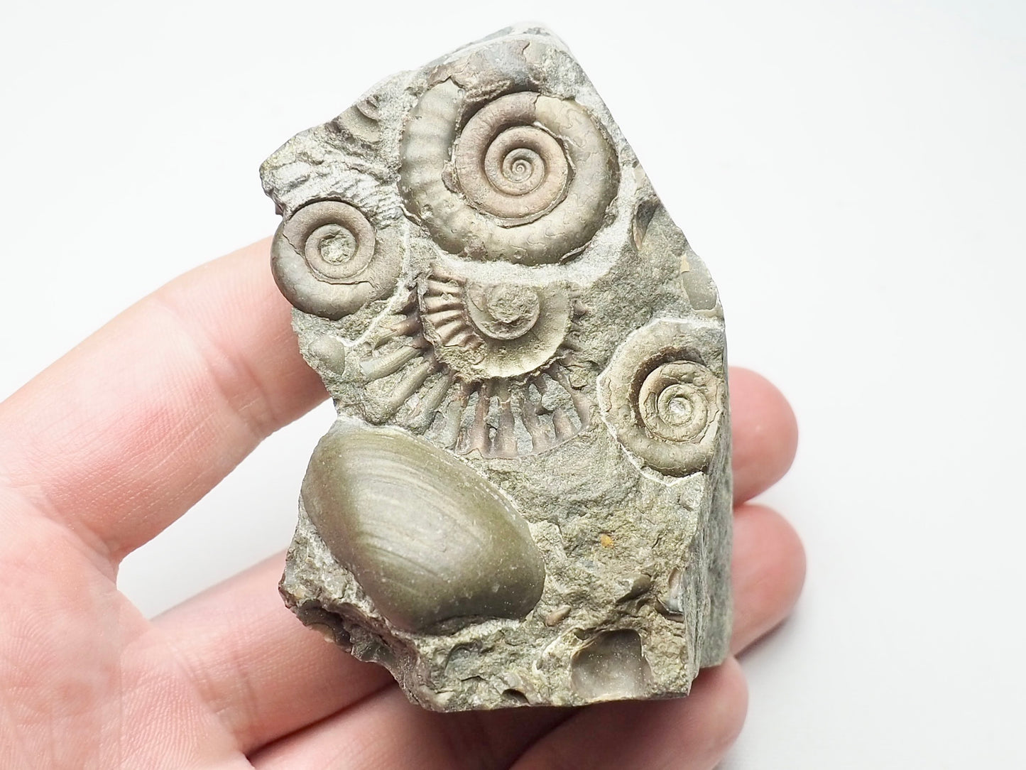 Arnioceras Ammonite Cluster