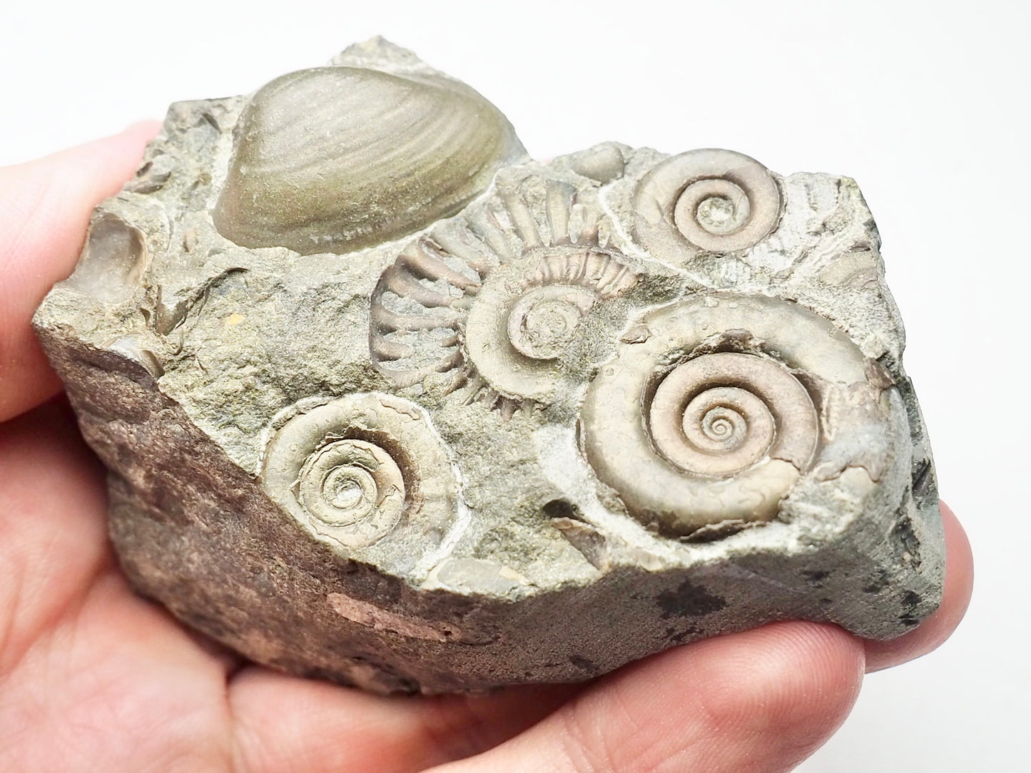 Arnioceras Ammonite Cluster