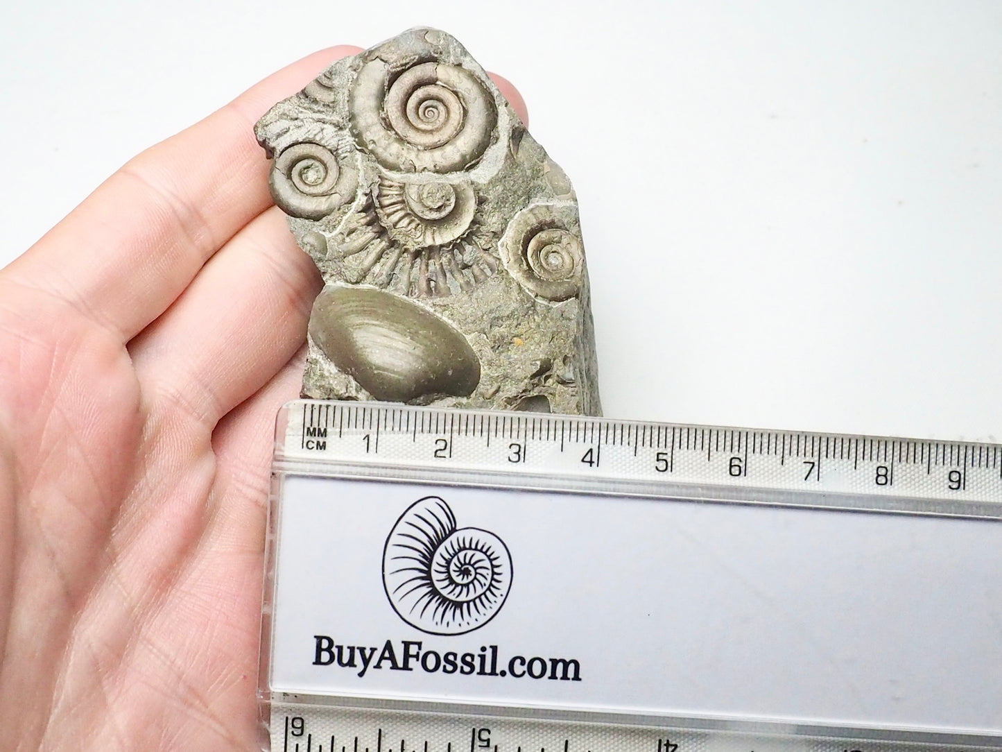 Arnioceras Ammonite Cluster