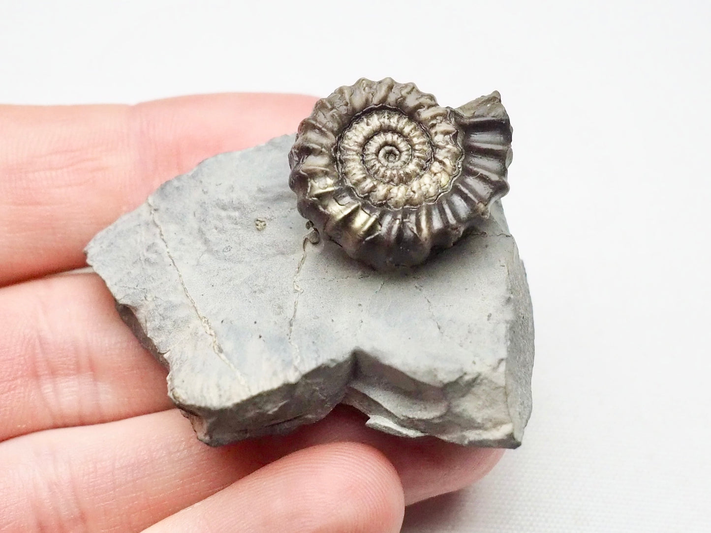 Gagaticeras Gagateum Ammonite