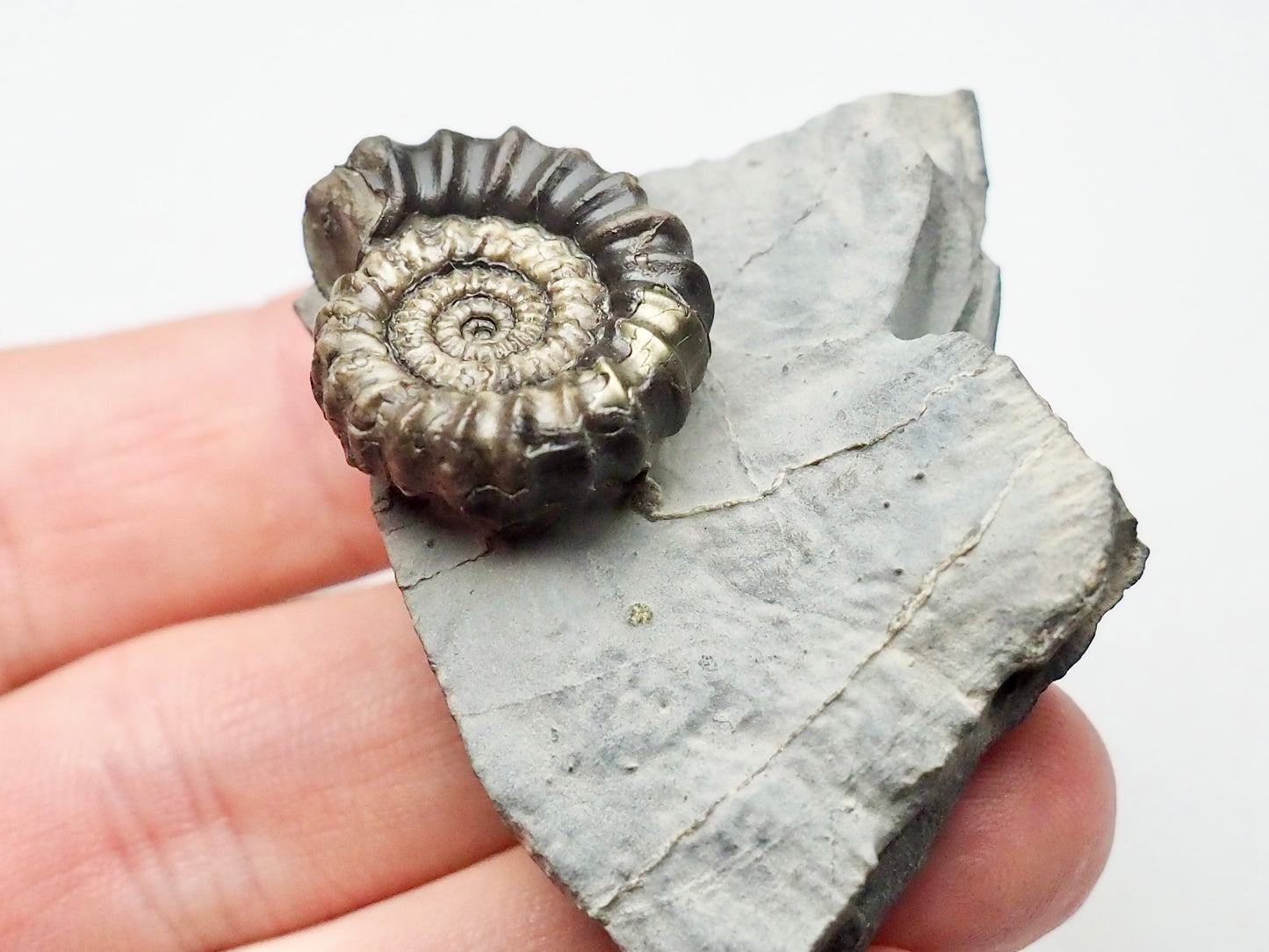 Gagaticeras Gagateum Ammonite