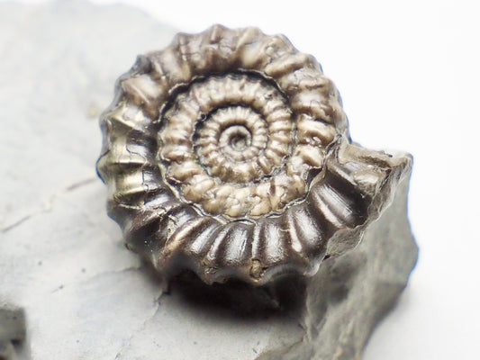 Gagaticeras Gagateum Ammonite