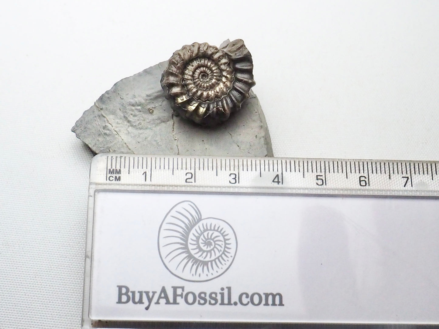 Gagaticeras Gagateum Ammonite