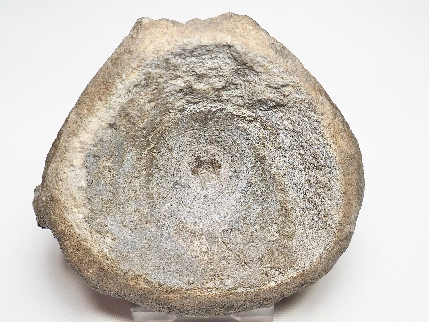 Large Ichthyosaur Vertebra