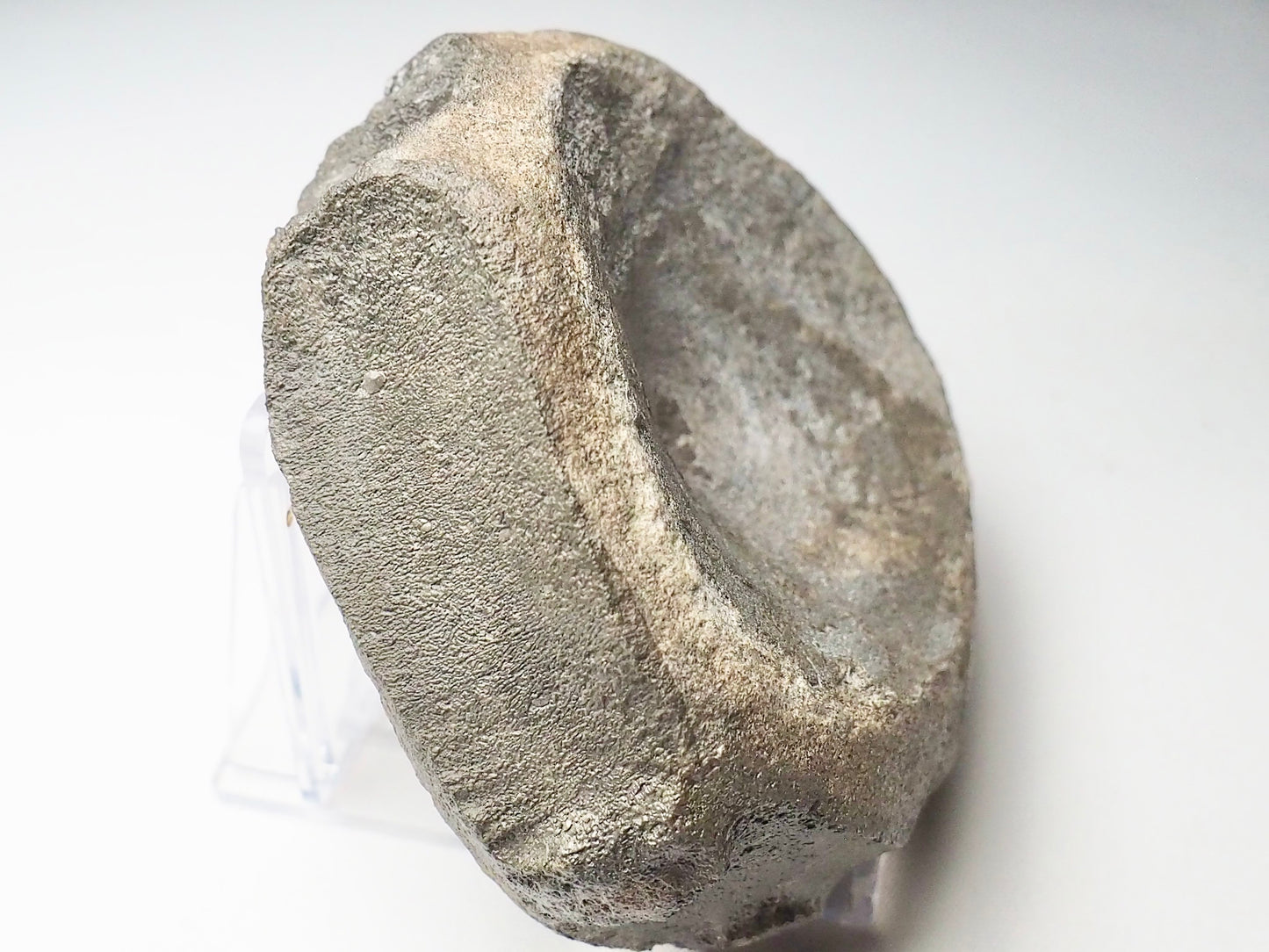 Large Ichthyosaur Vertebra