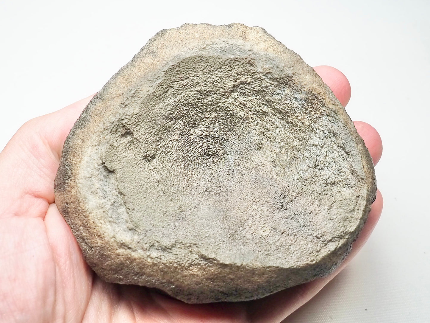 Large Ichthyosaur Vertebra