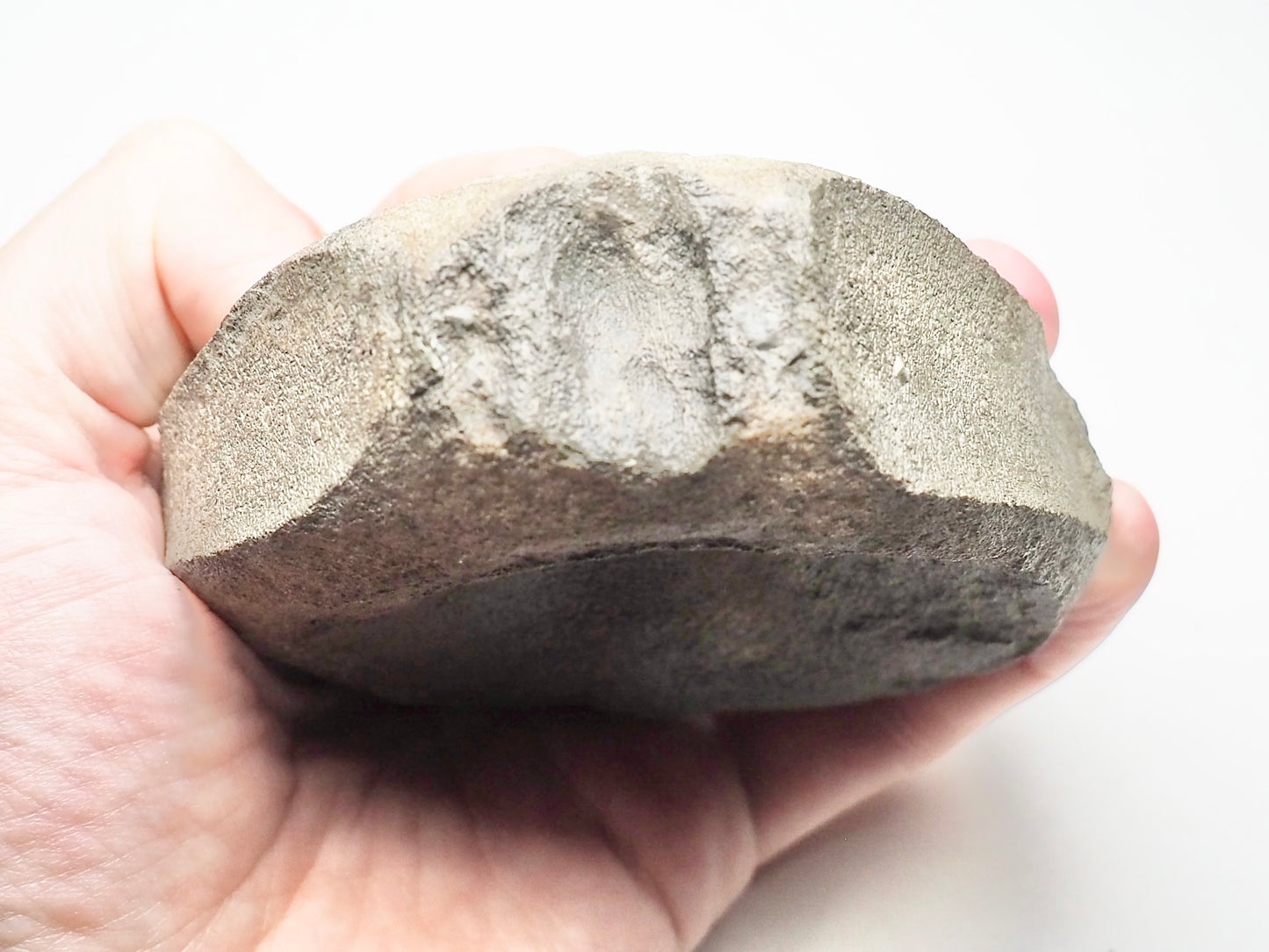 Large Ichthyosaur Vertebra