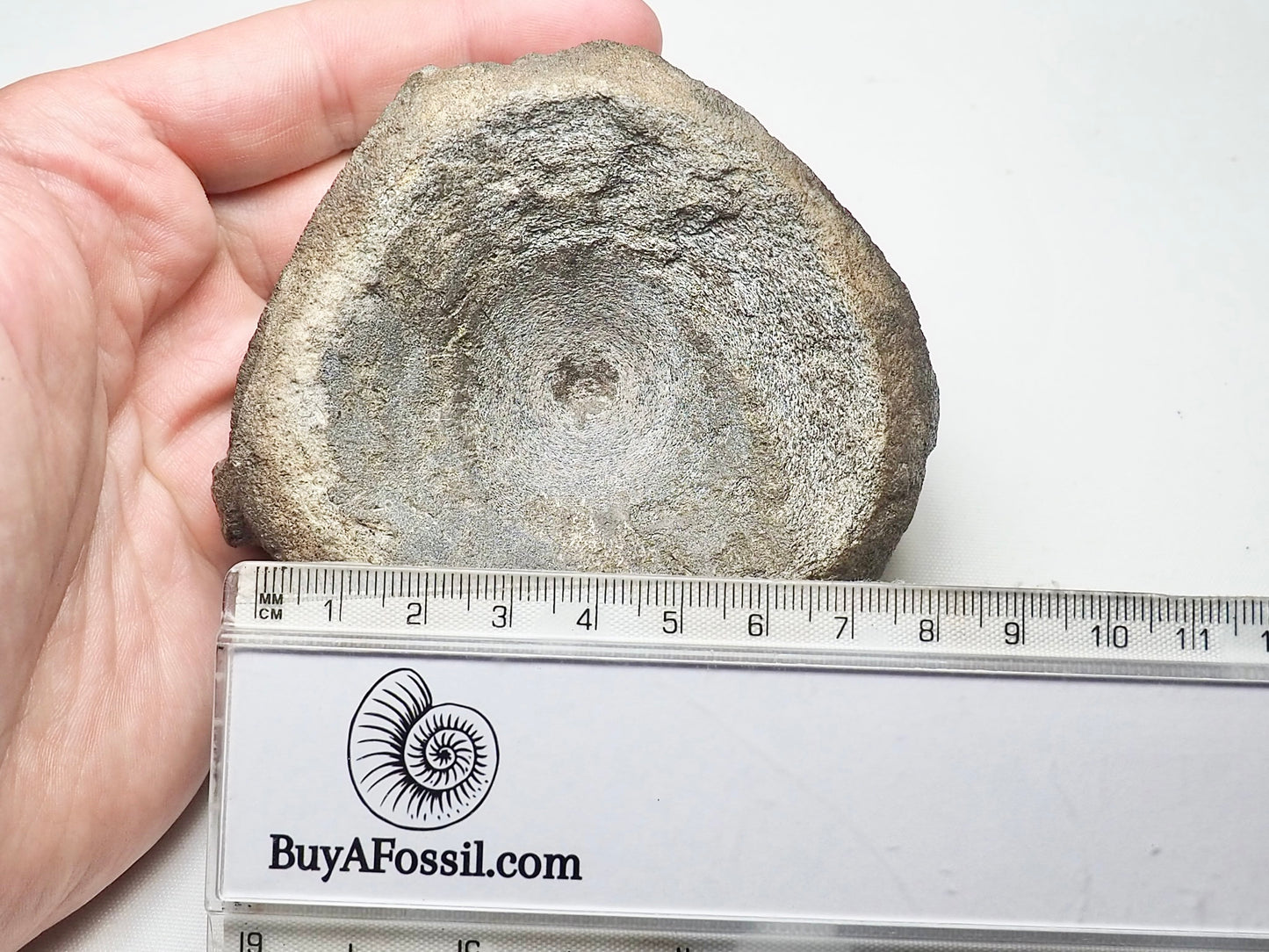 Large Ichthyosaur Vertebra