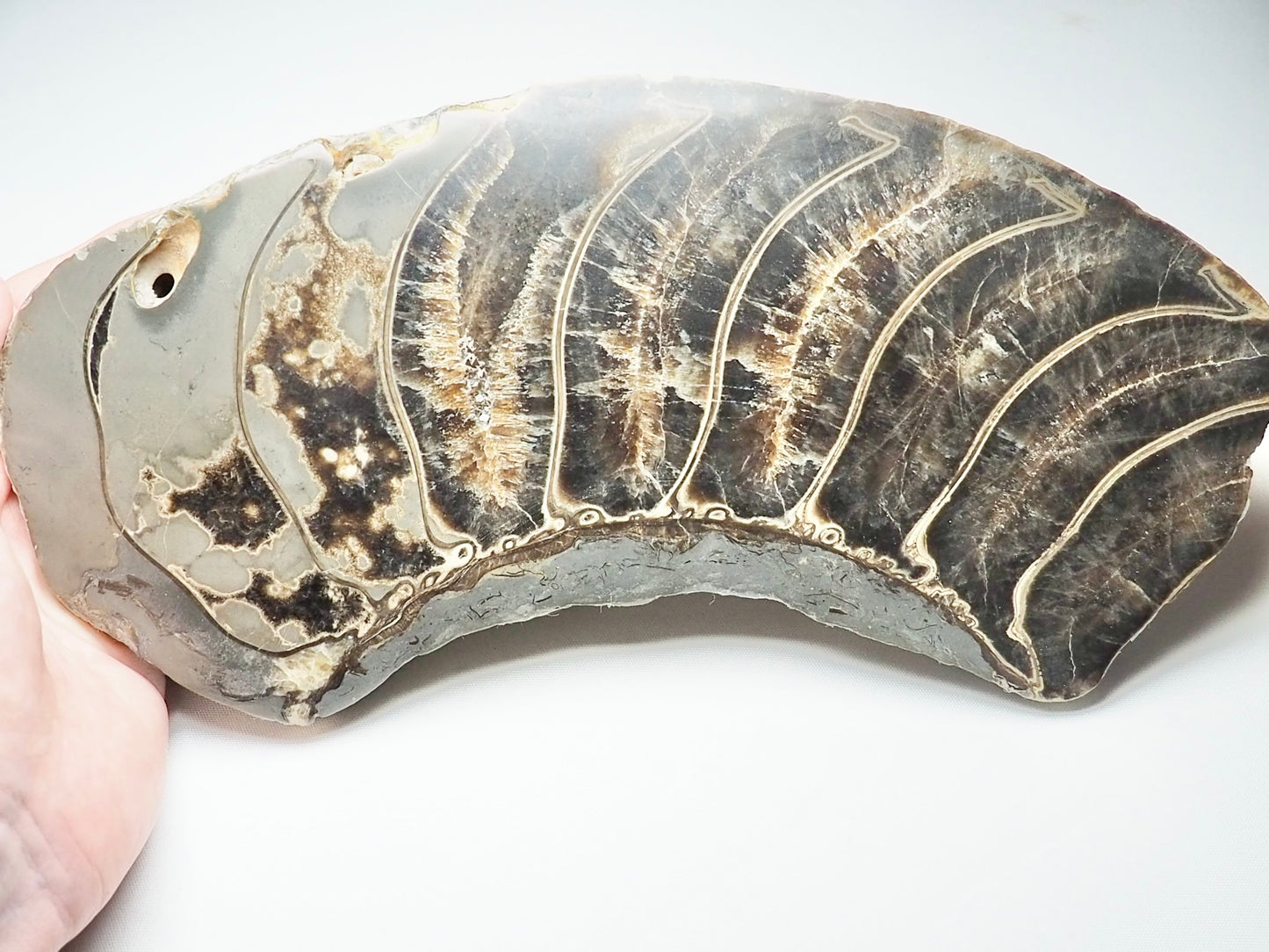 Stunning Huge Polished Ammonite Whorl