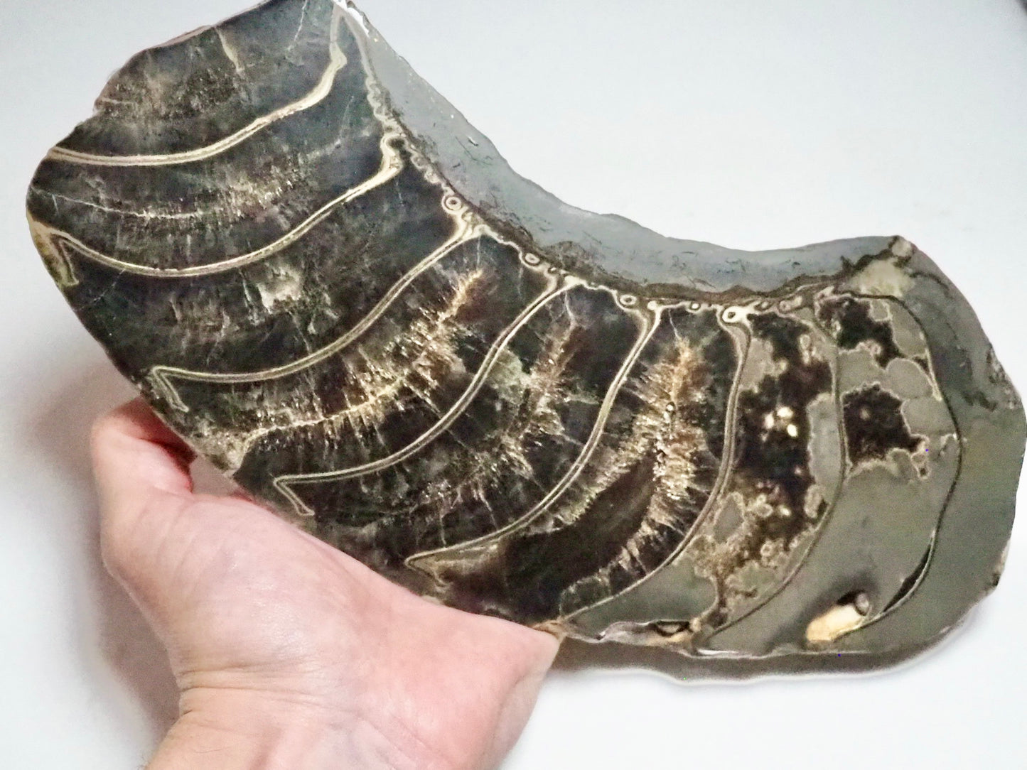 Stunning Huge Polished Ammonite Whorl