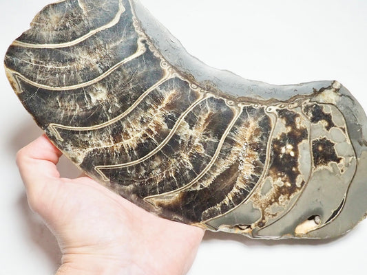 Stunning Huge Polished Ammonite Whorl
