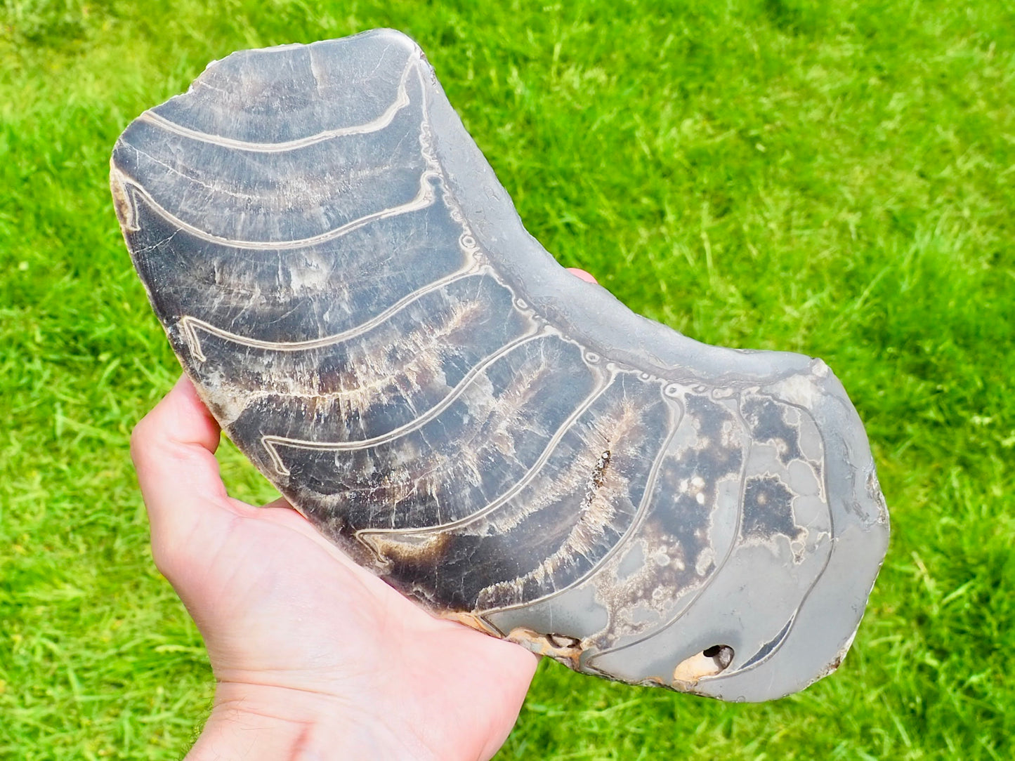 Stunning Huge Polished Ammonite Whorl