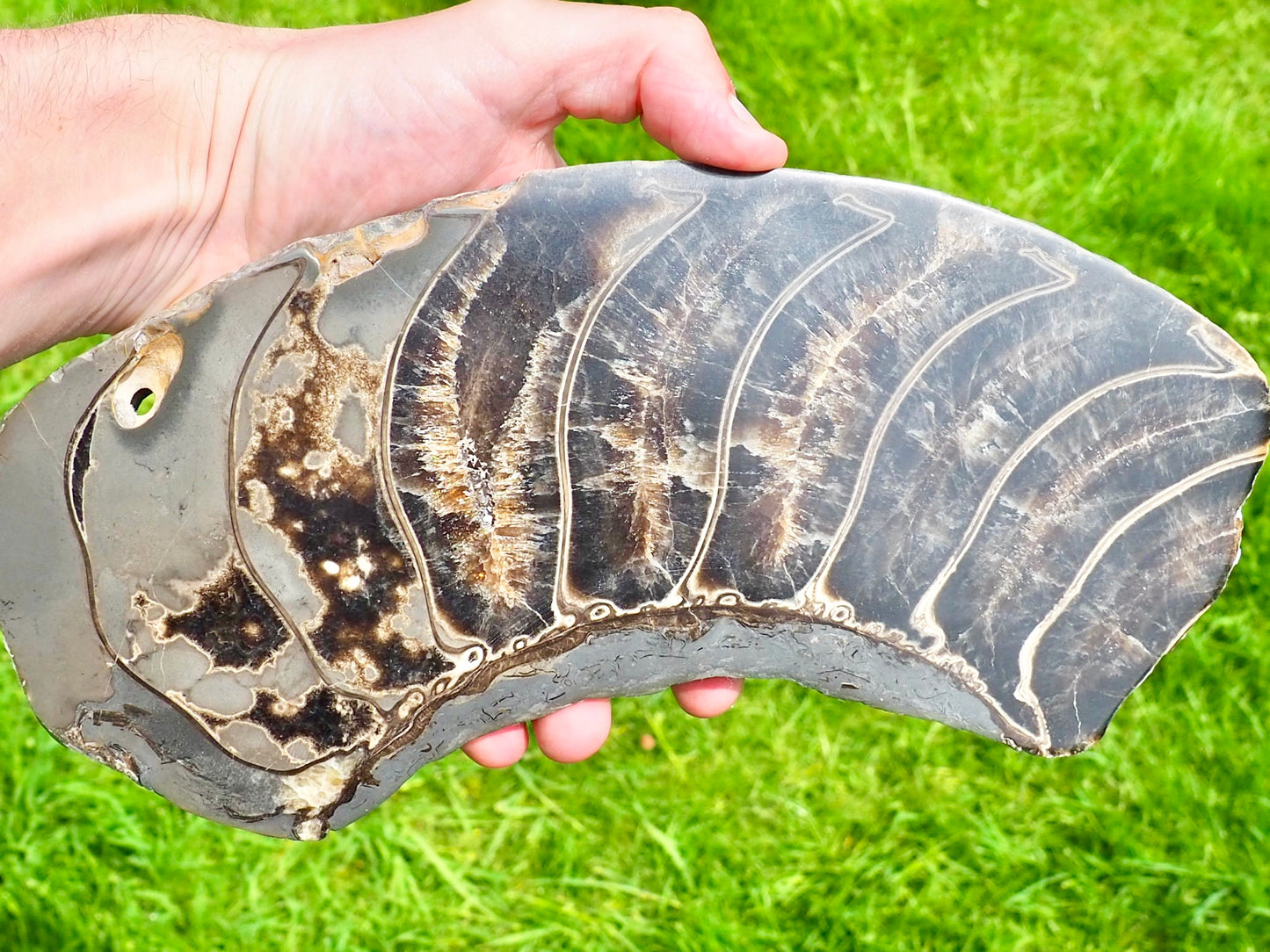 Stunning Huge Polished Ammonite Whorl