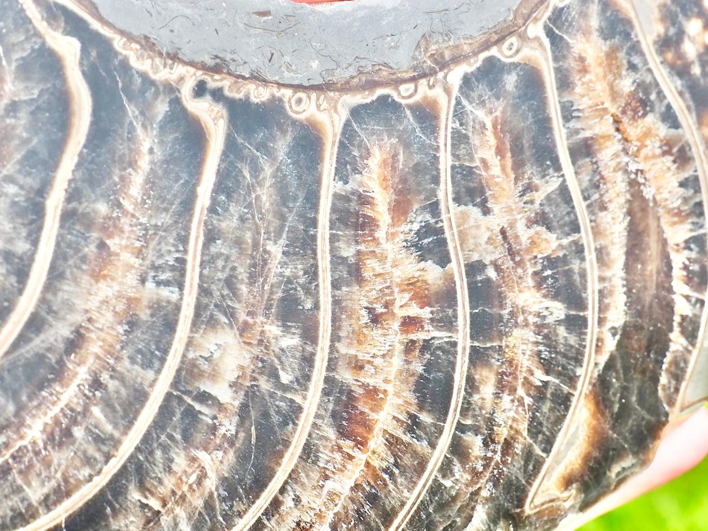 Stunning Huge Polished Ammonite Whorl