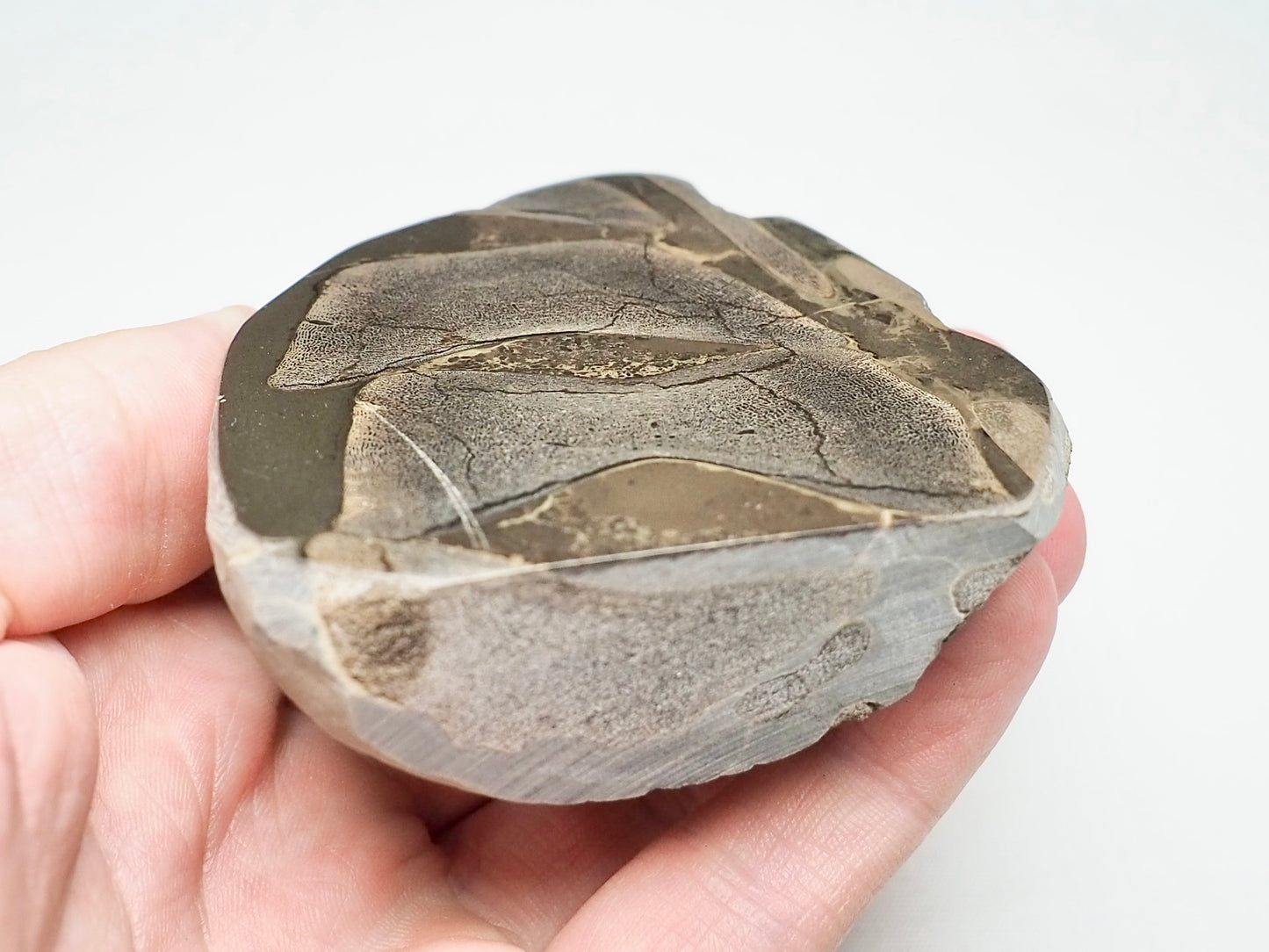 Articulated Ichthyosaur Verts Cut And polished