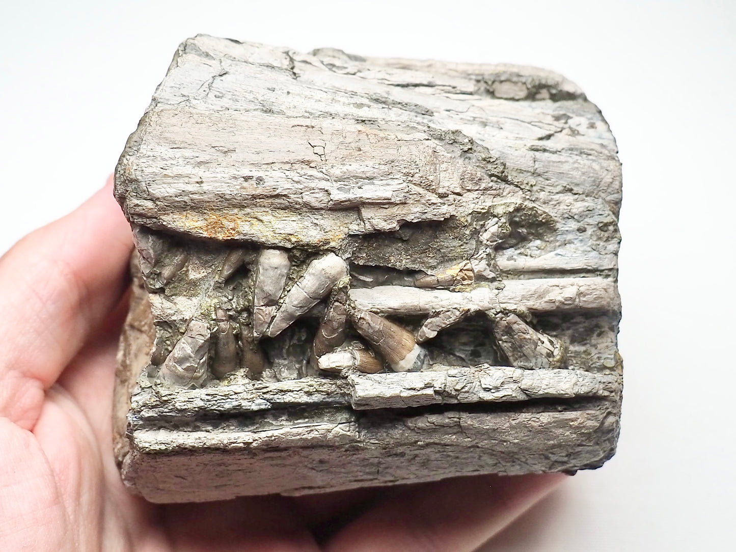 Ichthyosaur Jaw With Teeth