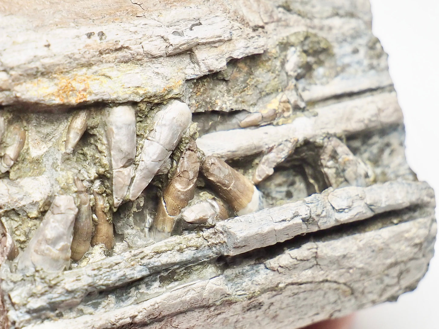 Ichthyosaur Jaw With Teeth